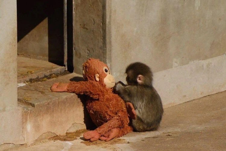 Punch, bayi monyet makaka yang viral, sedang berinteraksi dengan kawanannya di kebun binatang.