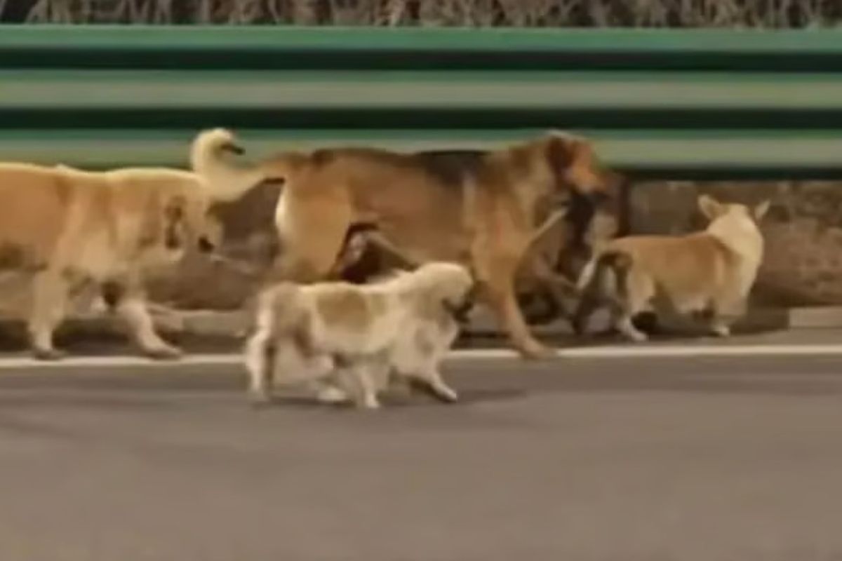 7 Anjing Kabur dari Penculik di China, Viral 230 Juta Kali