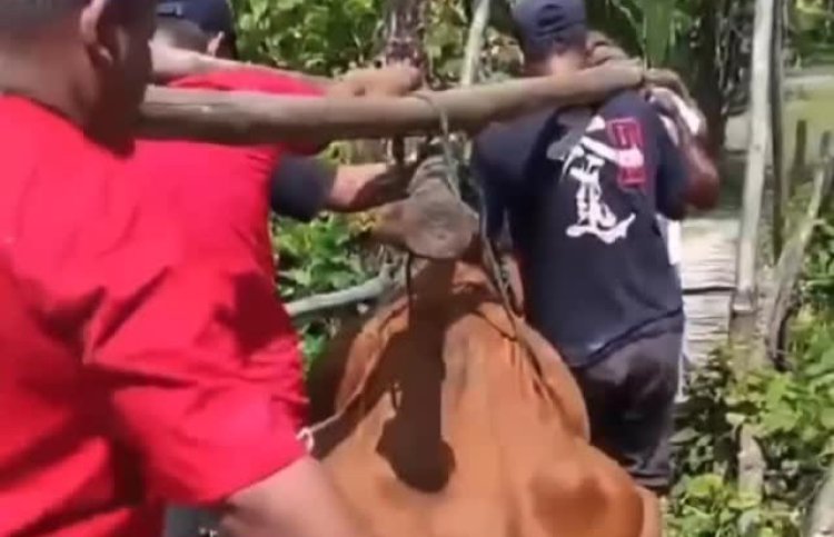 Viral Bapak-bapak Gotong Sapi, Jembatan Kayu Ambruk