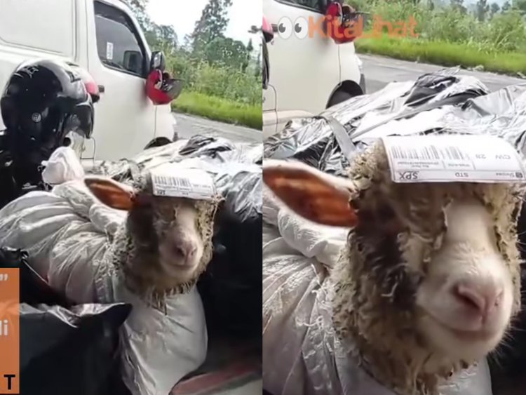 Viral! Kurir Antar Domba dengan Resi Ditempel di Kepala