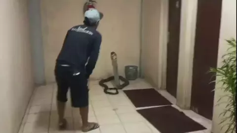King Kobra 4 Meter Teror Kantor BRIN Serpong, Begini Evakuasinya