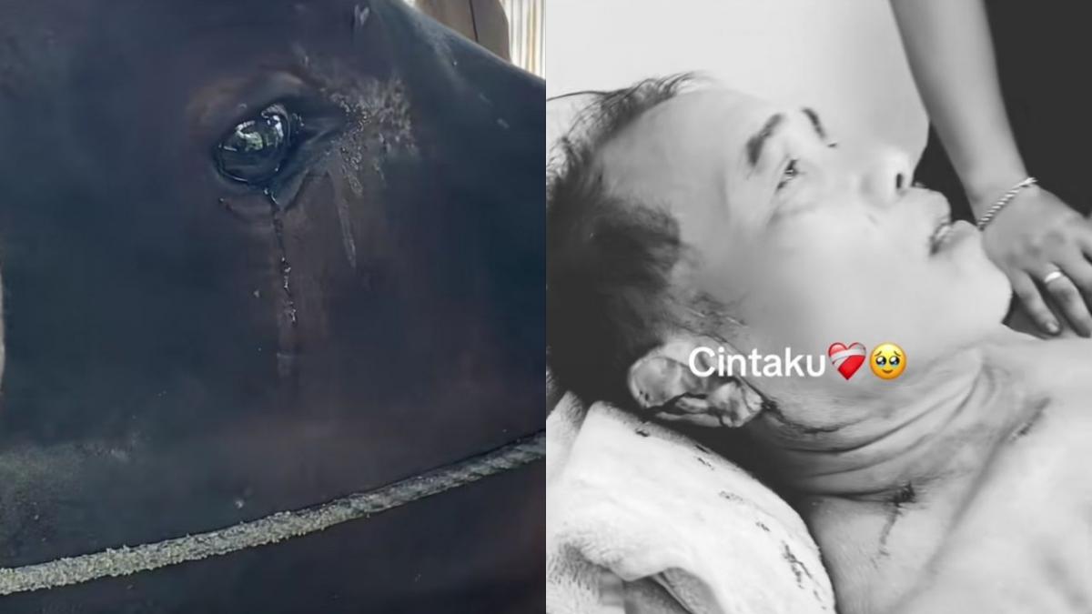 Viral Sapi Ngamuk Seruduk Pemilik, Menangis saat Dinasehati