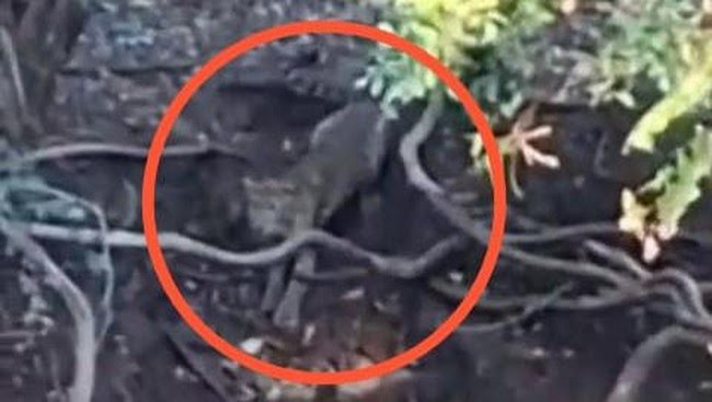 Viral Penampakan Macan di Hutan Cangar, Pihak Tahura Buka Suara