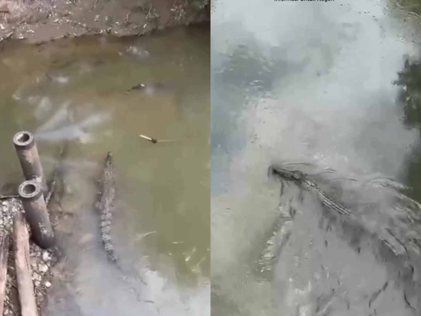 Penampakan Buaya Besar di Luwu Timur Viral, Warga Diminta Waspada