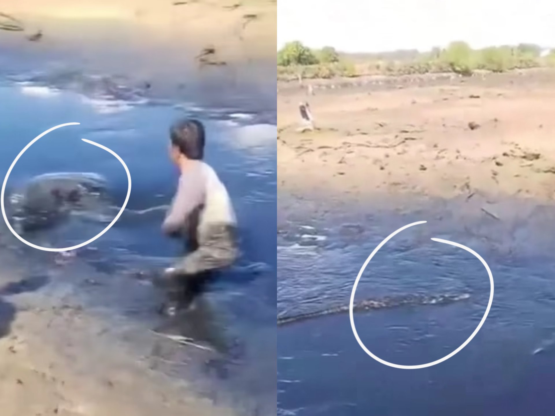 Nyaris Diterkam Buaya Dikira Batang Kayu di Konawe Selatan