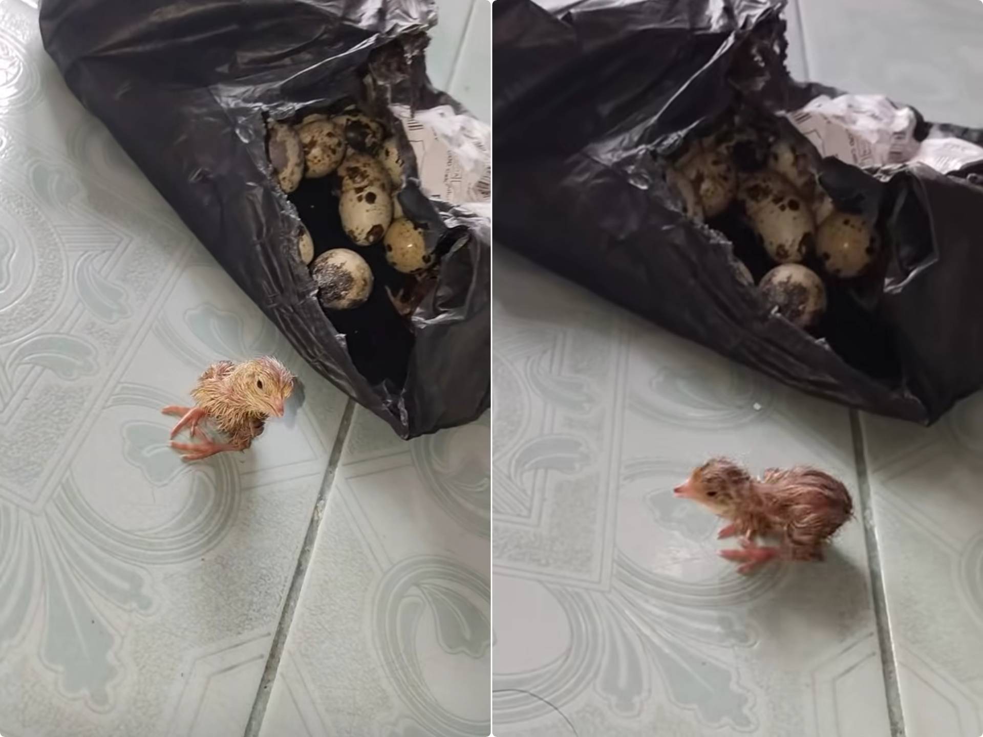 Viral! Pesan Telur Puyuh, yang Datang Malah Burung Hidup
