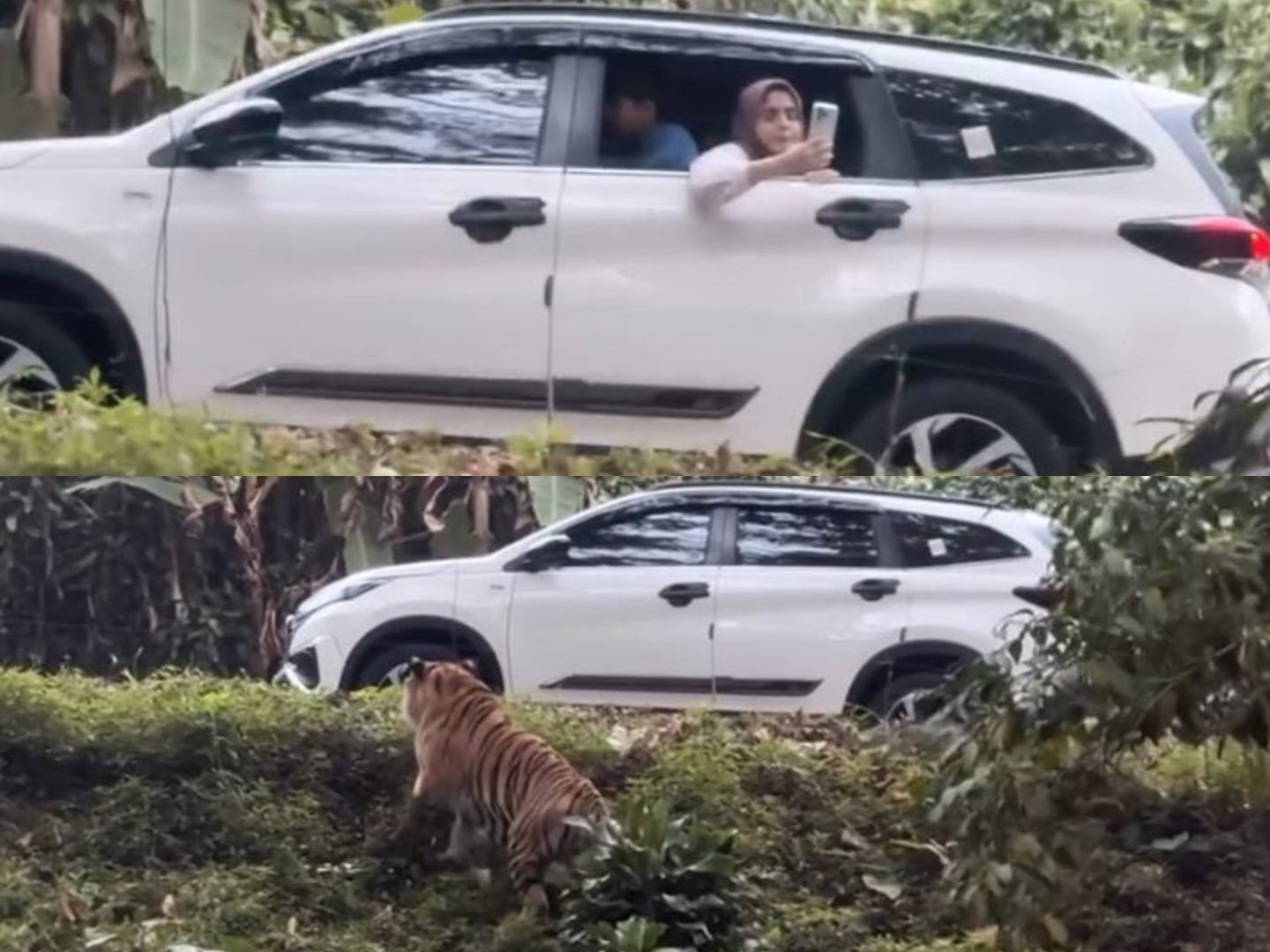 Viral Pengunjung Taman Safari Nekat Buka Akses di Area Macan, Netizen Keringat Dingin