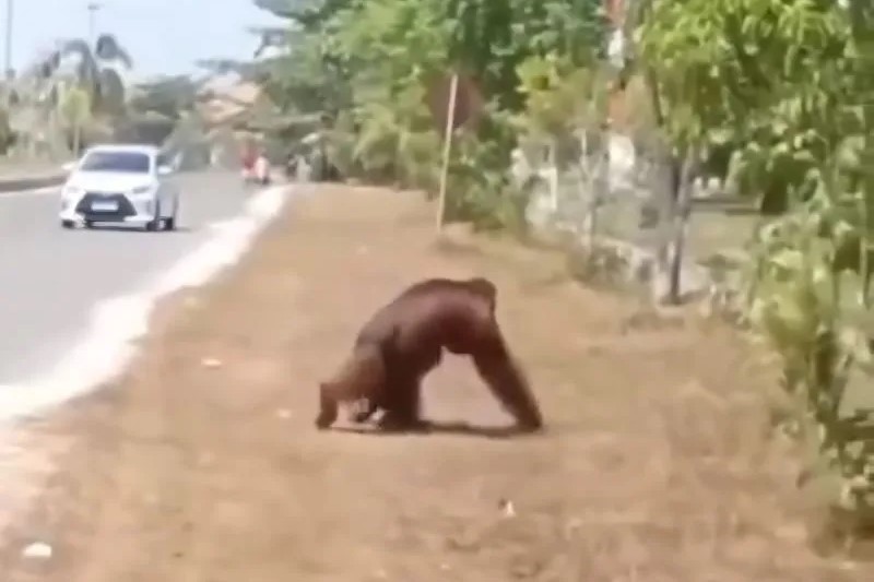 Karhutla Kalteng: Orang Utan Masuk Kompleks Pemkab Katingan