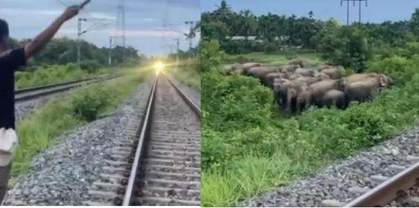 Viral Aksi Heroik Pria Hentikan Kereta Api Demi Selamatkan Kawanan Gajah di India
