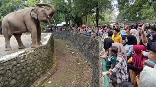 Tarif Masuk Ragunan Diusulkan Naik Jadi Rp10 Ribu, Pengelola: Demi Kesejahteraan Satwa dan Peningkatan Fasilitas