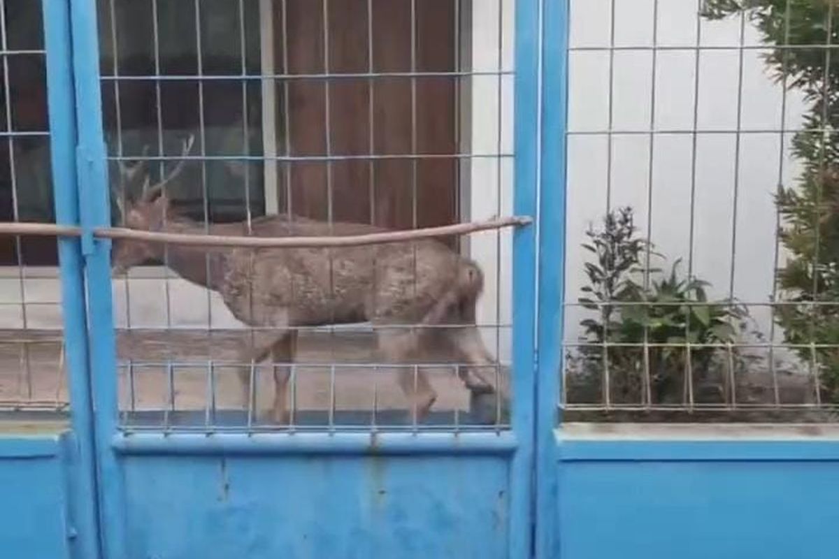 Viral! Rusa Jumbo Kabur dari Taman Sriwedari, Evakuasi Dramatis di Sukoharjo Bikin Warga Terkejut
