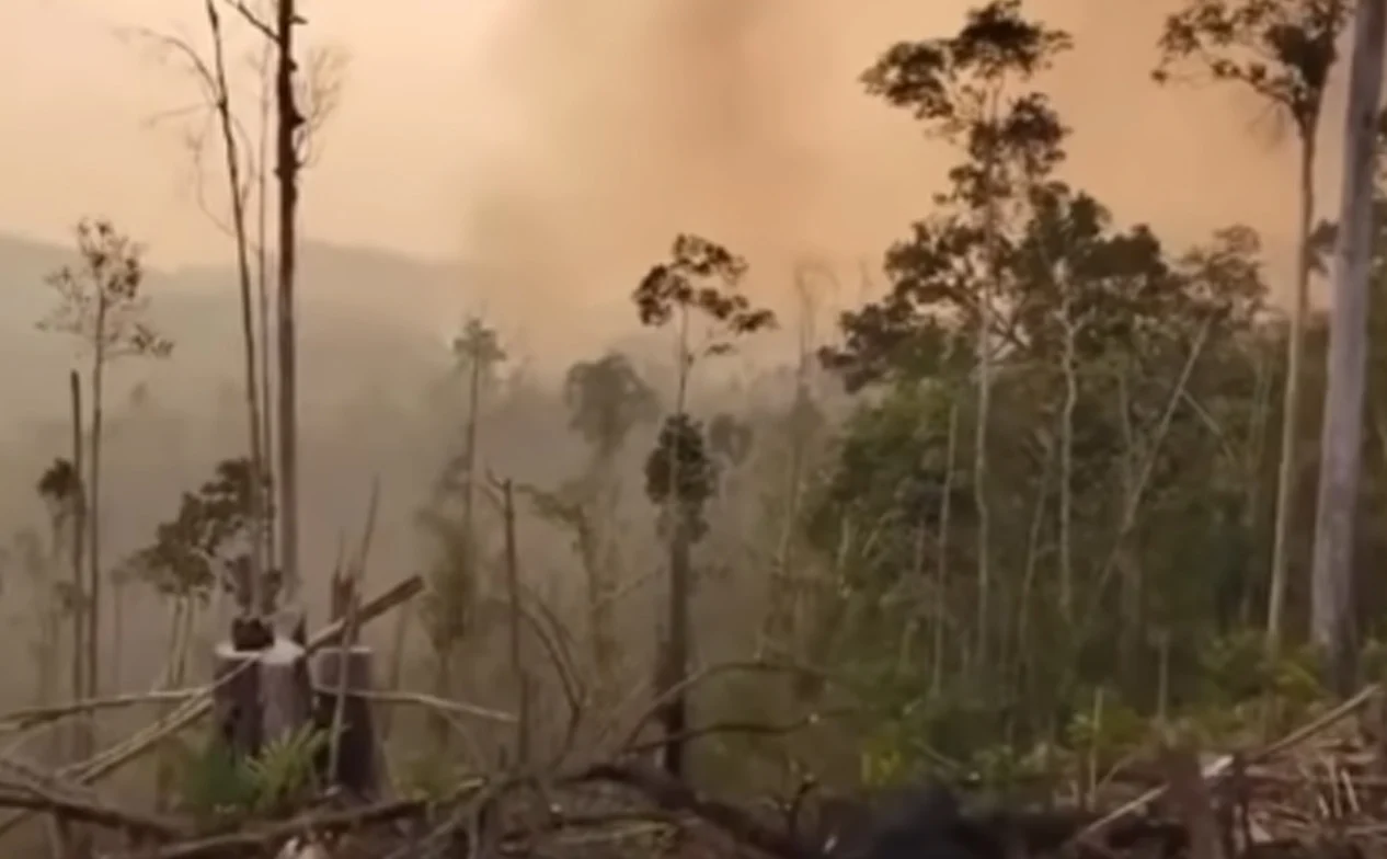 Viral Lahan Bekas Karhutla di Berau Tiba-tiba Jadi Kebun Sawit, Polisi Ungkap Fakta Mengejutkan