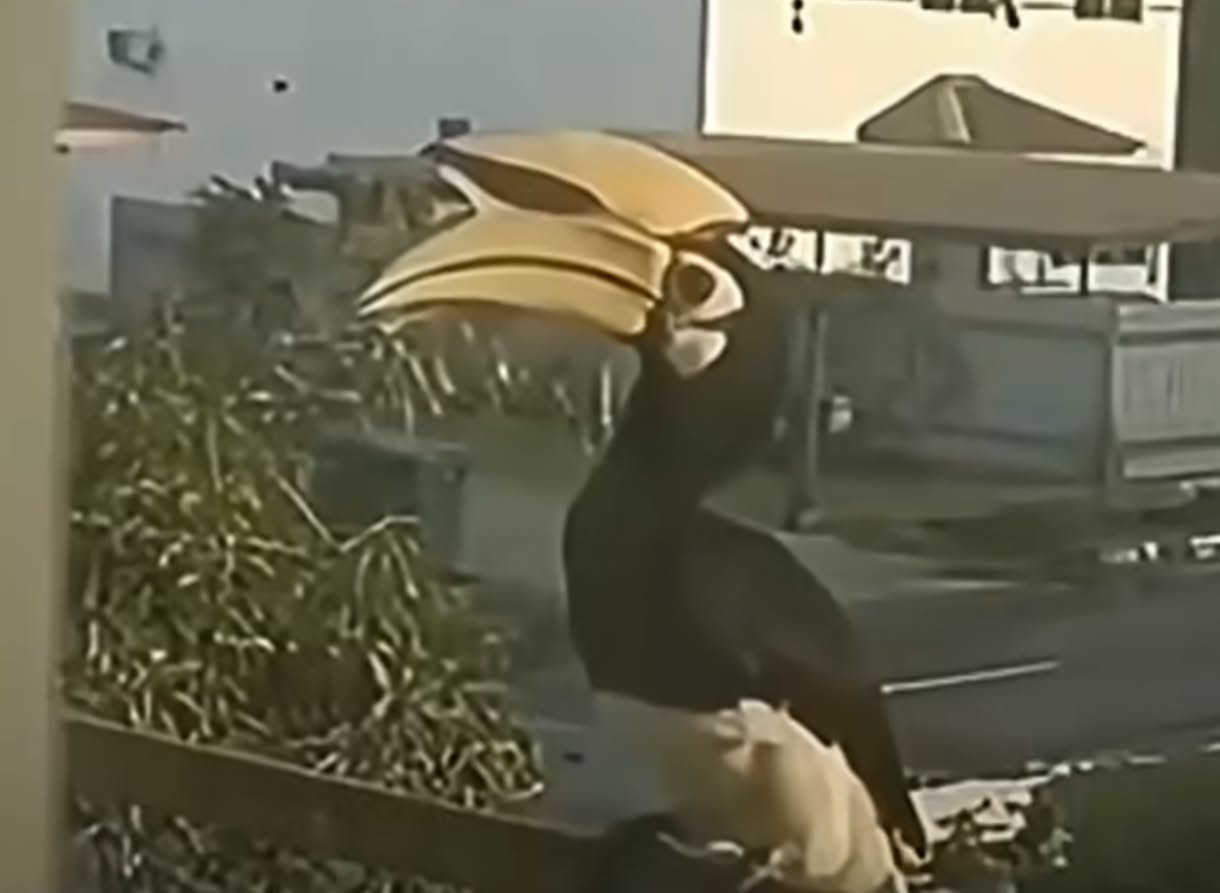 Burung Enggang Terlihat di Balkon Rumah Warga Brunei, Diduga Imbas Karhutla Kalimantan